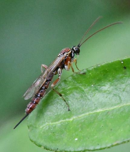 Réf. 336 568 : Tromatobia lineatoria